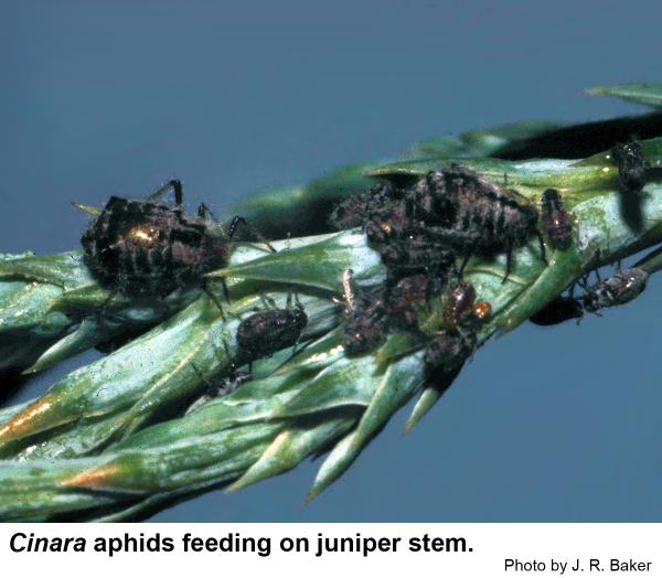 Cinara aphid feeding on a juniper stem.
