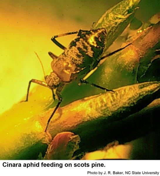 Cinara aphid feeding on Scots pine.