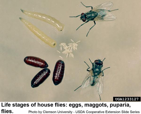 Life stages of the black onion fly