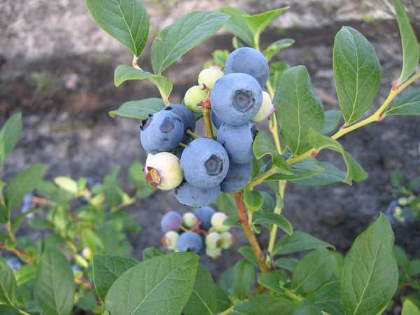 Blueberry fruit cv O'Neal