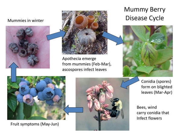 Mummy berry disease cycle
