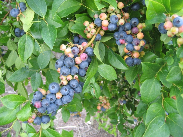 Blueberry fruit cv Centurion