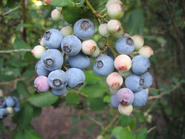 Blueberry fruit cv Powderblue