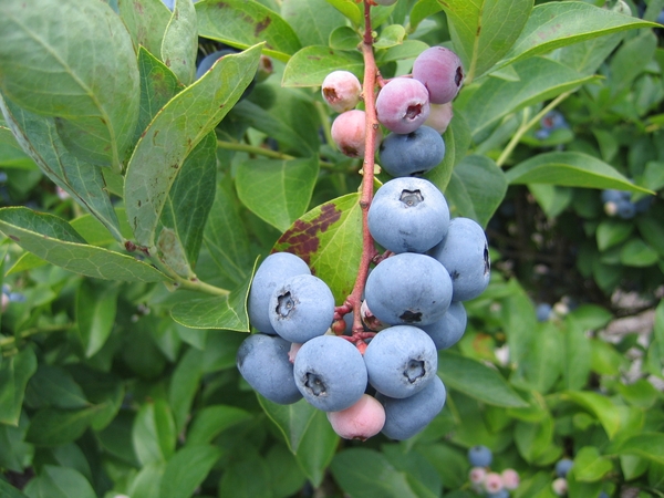 Blueberry fruit cv Columbus