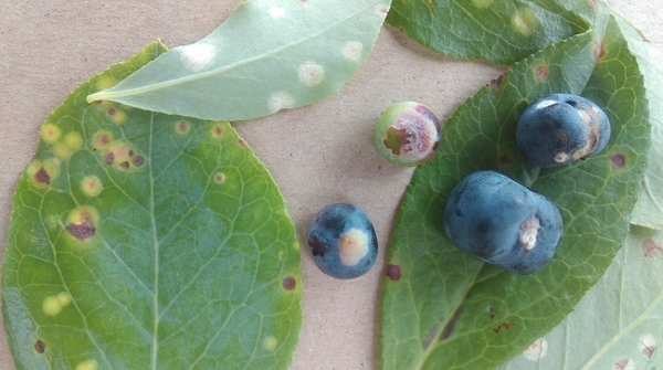 Exobasidium on leaves and fruit