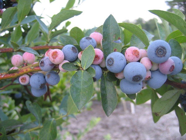 Blueberry fruit cv tifblue