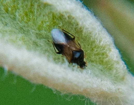 Thumbnail image for Insidious Plant Bug