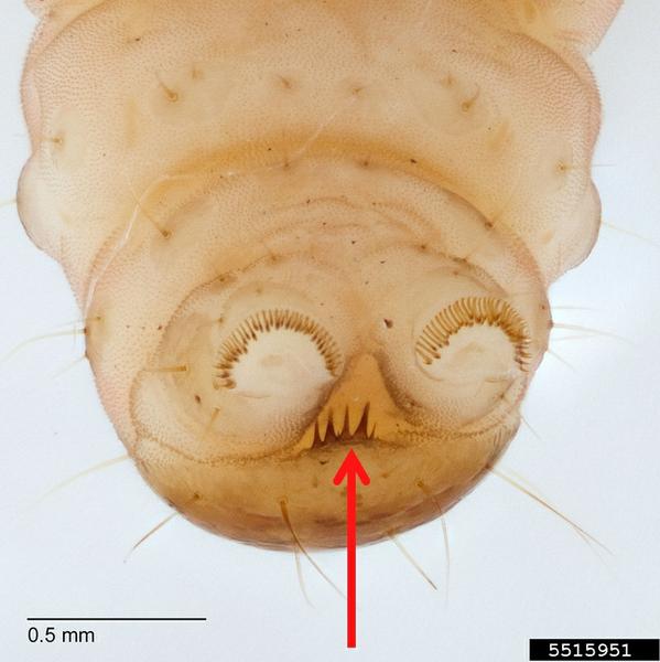 Ventral view of OFM larvae, showing anal comb