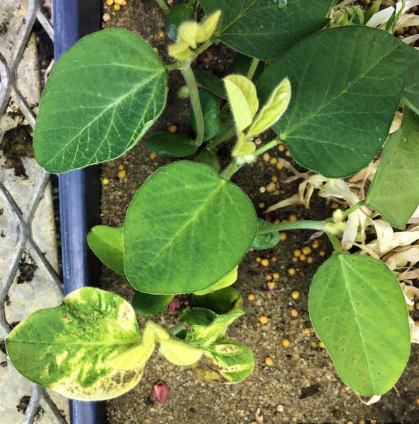 Clomazone injury on soybeans pre-emergence applied