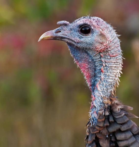 Photo close-up of a turkey head with red, white and blue color