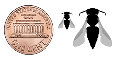 Coelioxys body size relative to a penny