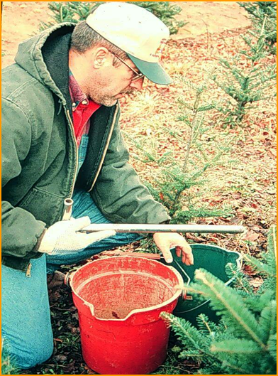 A farmer knocks a tubular soil probe over 2 plastic buckets to collect soil samples. There are Fraser fir branches in front of him and Fraser seedlings behind him.