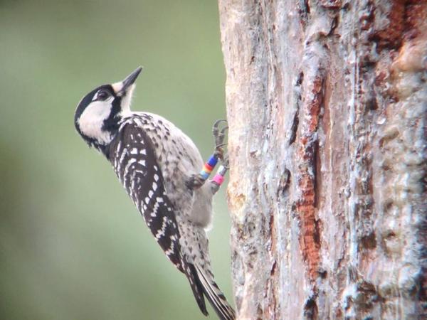 Photo of red-cockaded woodpecker on a sap-streaked pine tree