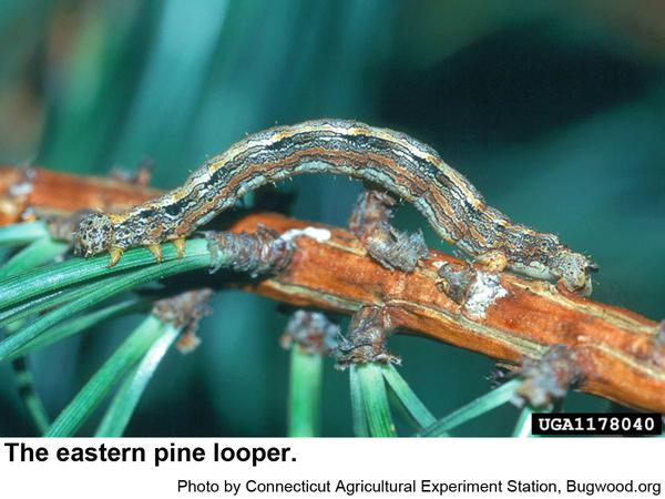 Thumbnail image for Eastern Pine Looper
