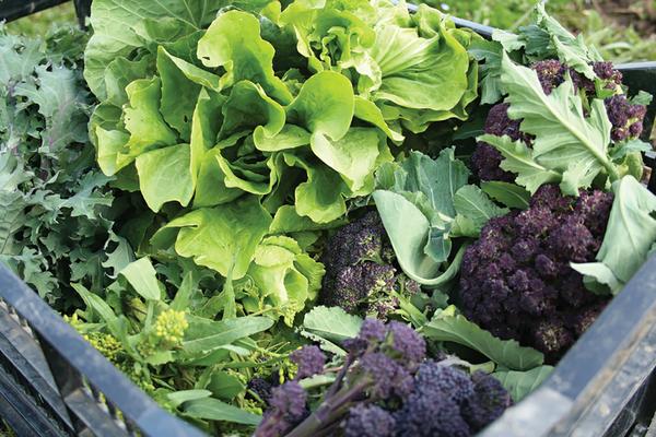 Harvested salad greens.