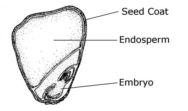 Sketch of a seed showing seed coat, endosperm, and embryo