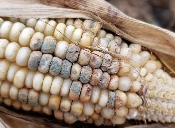 Corn with Blue-green, powdery spores