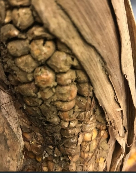 corn with army-green, powdery spores