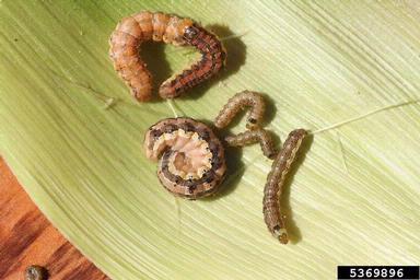 Although different colors, these are all corn earworms.