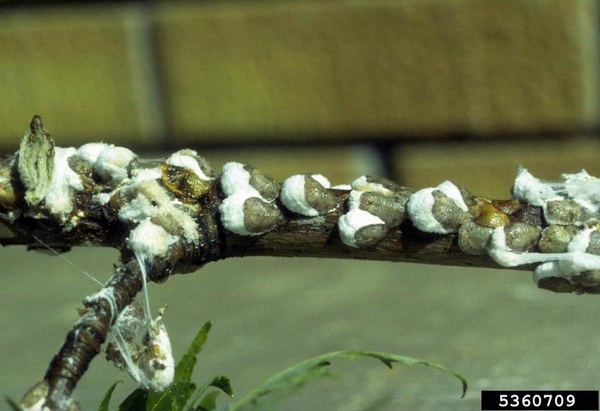 Cottony bumps appear along a twig