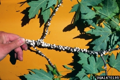 White bumps are numerous along a maple branch