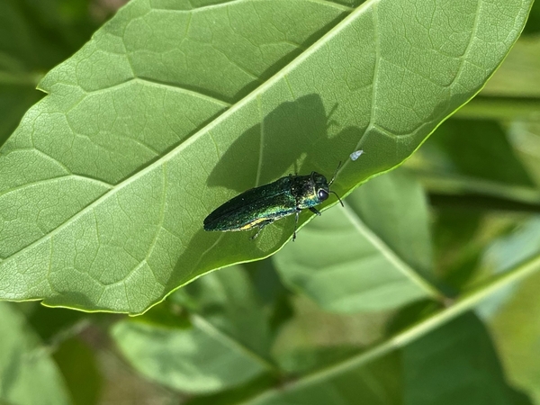 A metallic green beetle on a green leaf.
