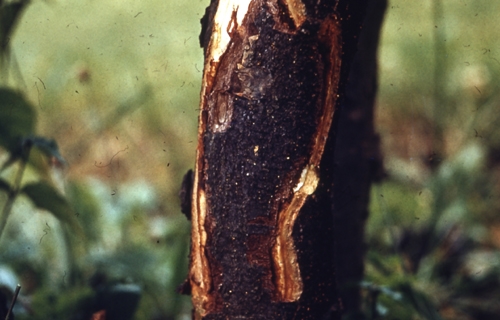 Tree trunk with bark removed, showing large, dark area of dead tissue.