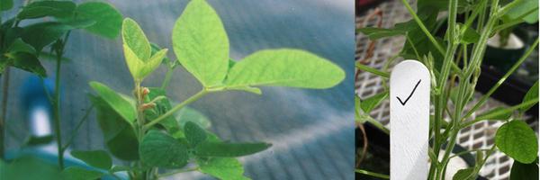 Left, close-up of soybean leaves; right, close-up of stems