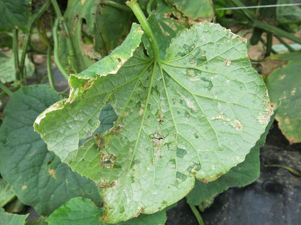 Angular leaf spot on cucumber