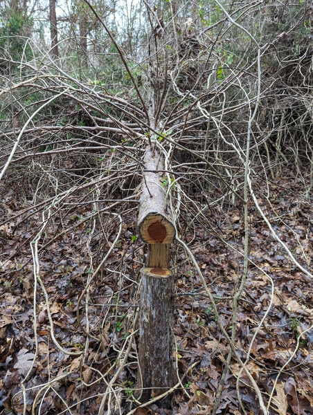 cut eastern redcedar tree