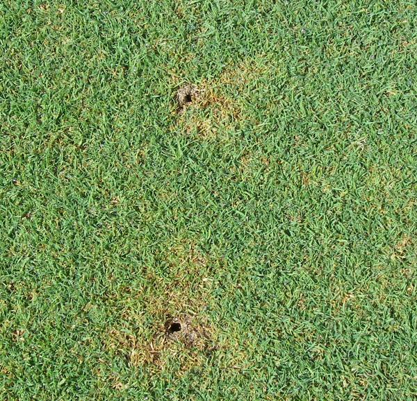 circular patches of dead grass with holes at the center