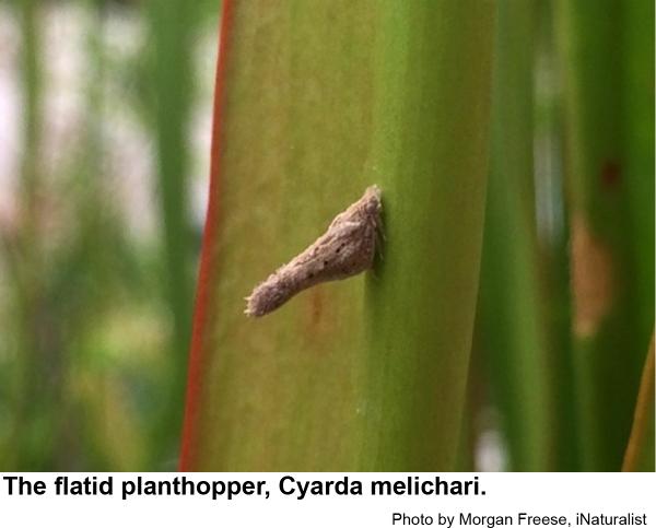 Photo of Cyarda melichari planthopper