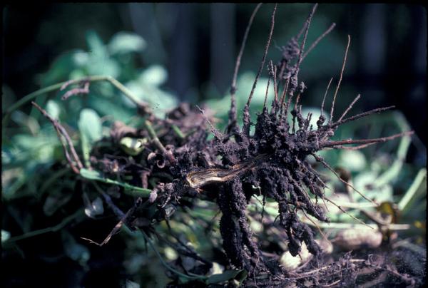 Photo of roots of plants that are blackened and brittle.