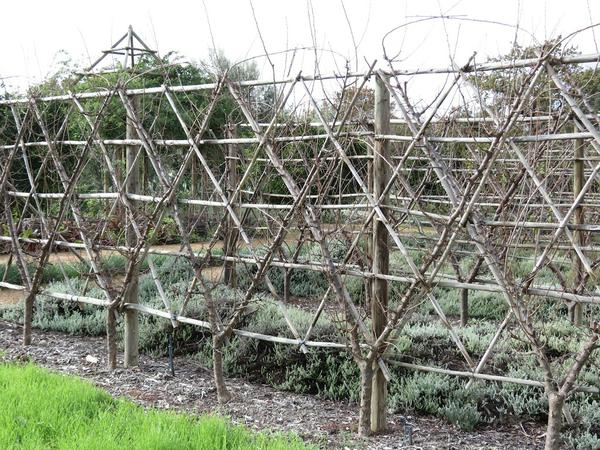 How to Build an Espalier Support Trellis – Deep Green Permaculture