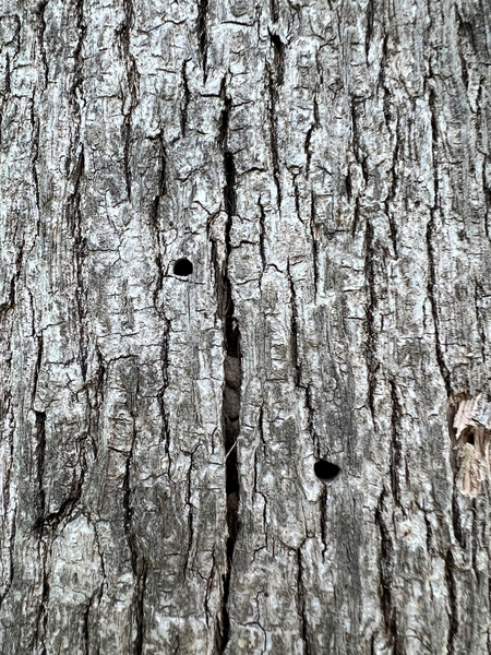 Bark of a tree with 2 D-shaped holes in it