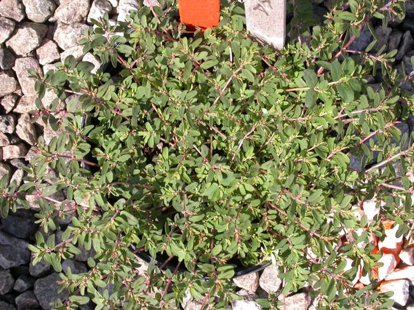spotted spurge plant fully covers a 4-liter pot