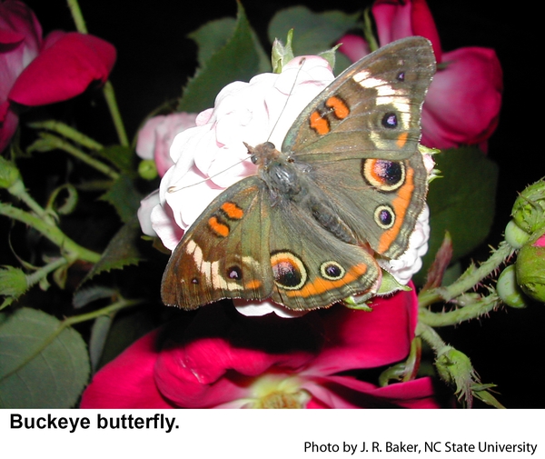 dorsal view of buckeye butterfly on a flower