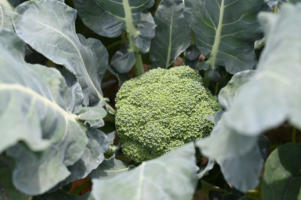 Commercial broccoli head