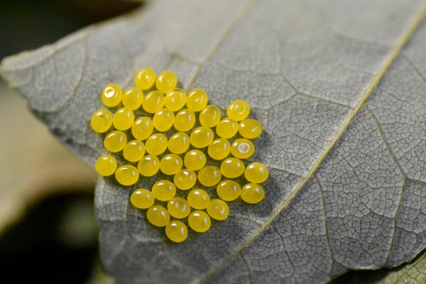 Yellow mapleworm egg cluster