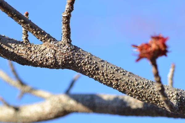 Red maple branch covered in gloomy scales