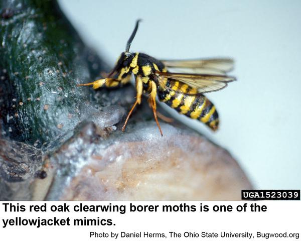 resembles a yellowjacket except yellowjackets don't have fringed