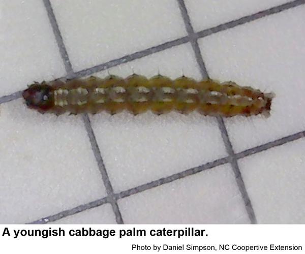 Thumbnail image for Cabbage Palm Caterpillar or Palmetto Borer