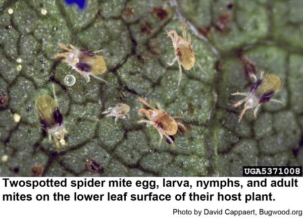 Springtails in Turf  NC State Extension Publications