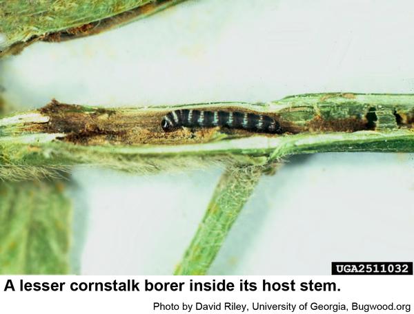 Photo of lesser cornstalk borer