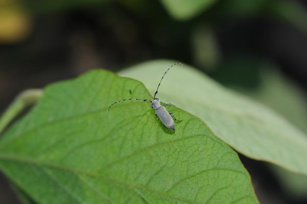 Adult beetle resting on soybean leaf