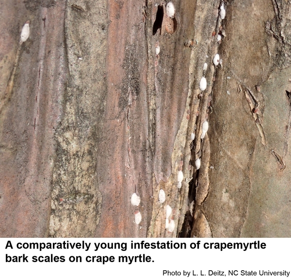 A comparatively young infestation of crapemyrtle bark scales on crape myrtle
