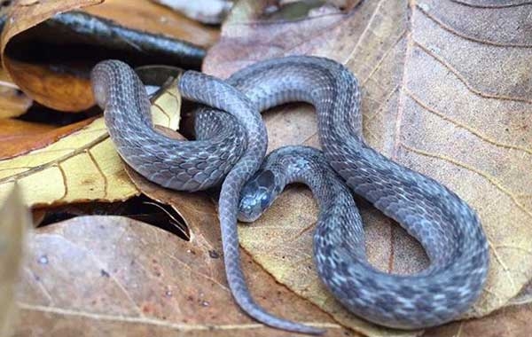 Small brown snake with rough scales, a pale strip running down the center of the back, and dark brown blotches.