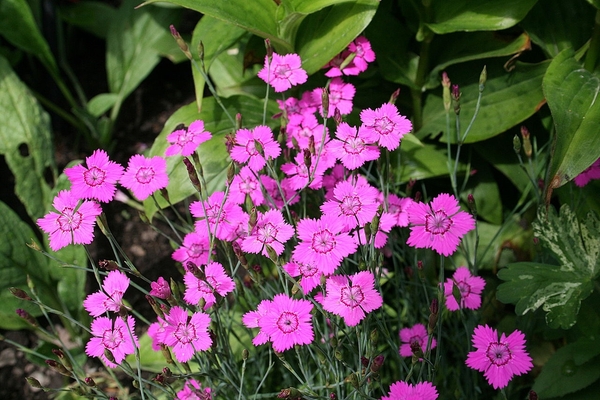 Dianthus with pink 5-parted flowers