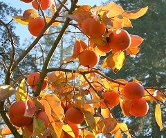 persimmon tree branch with fruit and orange-red fall leaves