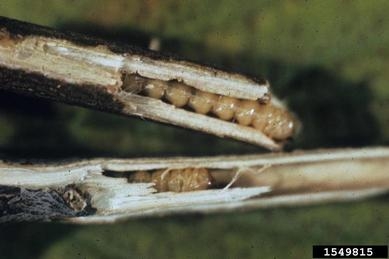 A twig sliced open, reveling cream-colored larva inside